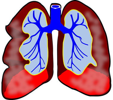 Lungs graphic