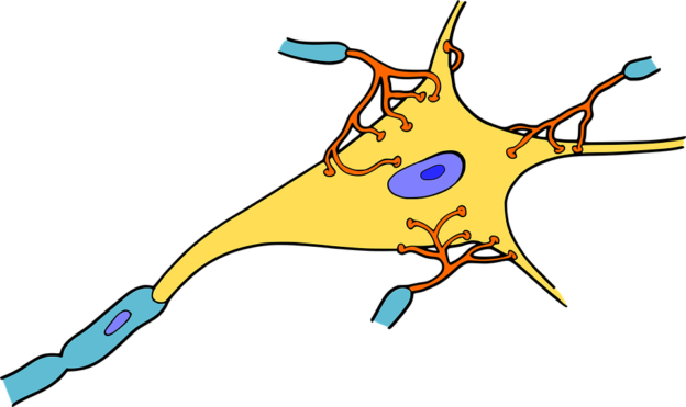brain nerve graphic