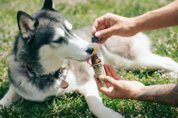dog