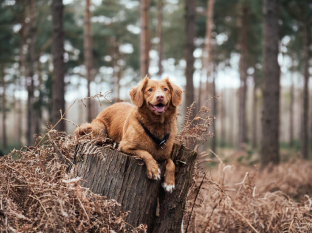 dog